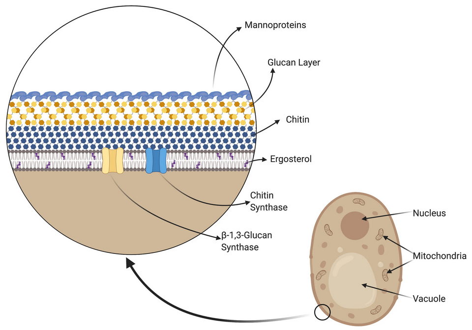 Infografia cèl·lula fúngica simplificada 